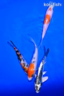 PACK OF (4) 4.25-4.75" STANDARD KOI