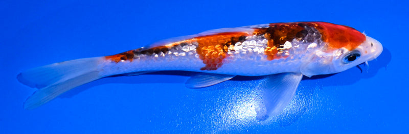 5" GINRIN GOROMO