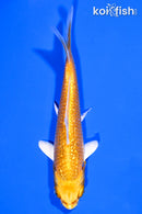 4.25" GINRIN YAMABUKI OGON