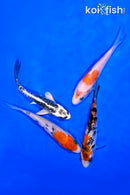 PACK OF (4) 4.25-4.75" STANDARD KOI