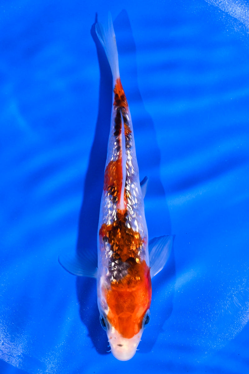 5" GINRIN GOROMO