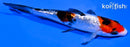 4.25" GINRIN SANKE