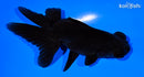 4.5" TELESCOPE FANTAIL GOLDFISH