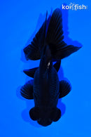 4.5" TELESCOPE FANTAIL GOLDFISH