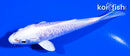 4.25" DOITSU PLATINUM OGON