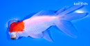 4.5" TELESCOPE FANTAIL GOLDFISH