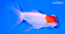 4.5" TELESCOPE FANTAIL GOLDFISH