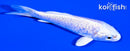 4.25" DOITSU PLATINUM OGON