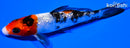 4.25" GINRIN SANKE