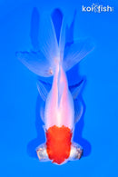 4.5" TELESCOPE FANTAIL GOLDFISH