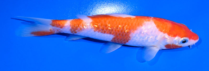 5.5" GINRIN KOHAKU