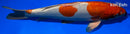 14" KIKUSUI