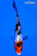 4.25" GINRIN SANKE