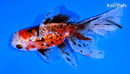 5.25" CALICO ORANDA GOLDFISH