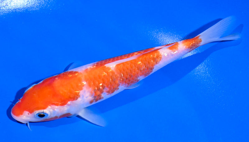 5.5" GINRIN KOHAKU