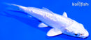 4" DOITSU PLATINUM OGON
