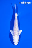 4.25" DOITSU PLATINUM OGON