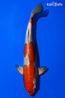 14" KIKUSUI