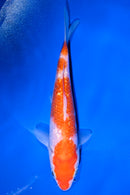 5.5" GINRIN KOHAKU