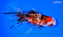 5.25" CALICO ORANDA GOLDFISH