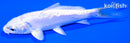 4" DOITSU PLATINUM OGON