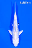 4" DOITSU PLATINUM OGON