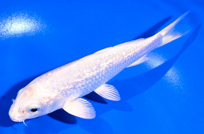 5.5" GINRIN PLATINUM OGON