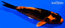 4.25" ORENJI MATSUBA