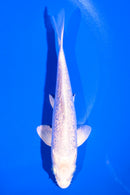 5.5" GINRIN PLATINUM OGON