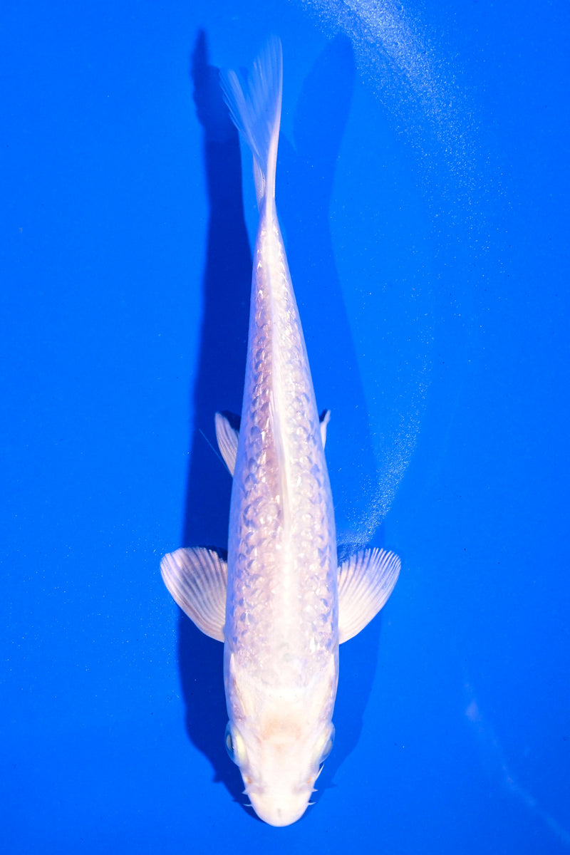 5.5" GINRIN PLATINUM OGON