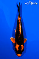 4.25" ORENJI MATSUBA