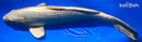 16" GINRIN PLATINUM OGON