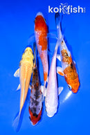 PACK OF (5) 3.5-4" STANDARD KOI