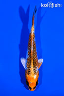 4.5" GINRIN KUJAKU