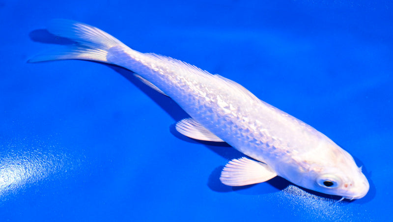 5.5" GINRIN PLATINUM OGON