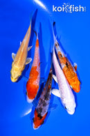 PACK OF (5) 3.5-4" STANDARD KOI