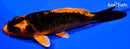 4.25" ORENJI MATSUBA