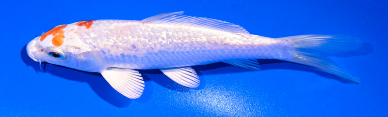 5" GINRIN HARIWAKE