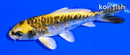 4.25" ARAGOKE KIN KIKOKURYU