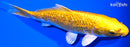 6.5" GINRIN YAMABUKI OGON