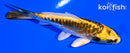 4.25" ARAGOKE KIN KIKOKURYU