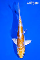 4.25" DOITSU LEMOM HARIWAKE