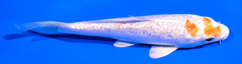 5" GINRIN HARIWAKE