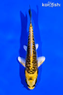 4.25" ARAGOKE KIN KIKOKURYU