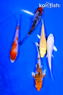 PACK OF (5) 3.5-4" STANDARD KOI
