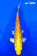 6.5" GINRIN YAMABUKI OGON