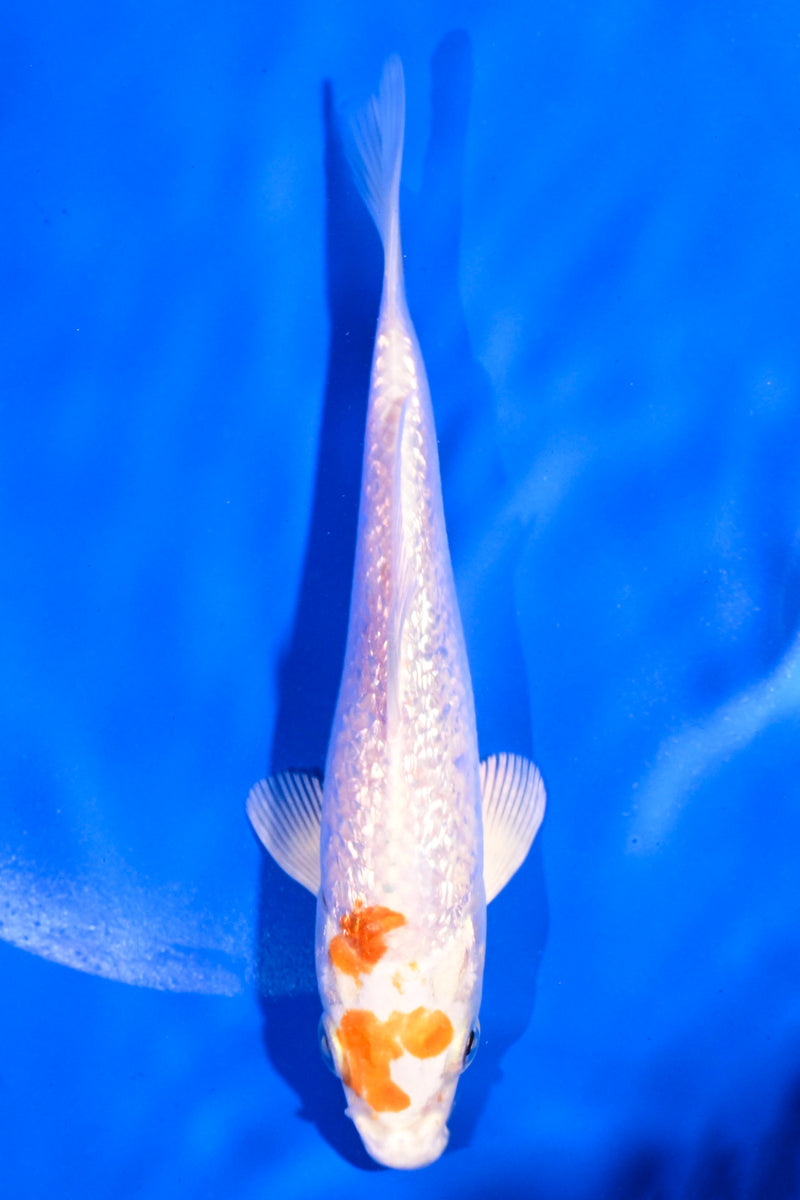5" GINRIN HARIWAKE