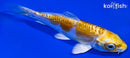 4.25" DOITSU LEMOM HARIWAKE