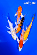 PACK OF (5) 4-5" BUTTERFLY KOI