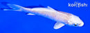 4.5" PLATINUM OGON